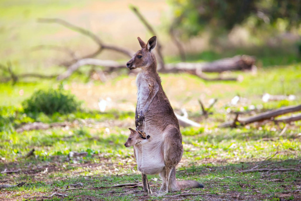 Natur in Australien Spedition Australien Umzug Australien Transport Australien Natur Leben in Australien