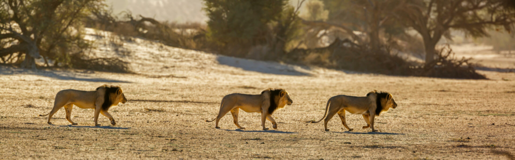 Kgalagadi Transfrontier Nationalpark Südafrika Spedition Südafrika Umzug Südafrika Transport Südafrika Natur Leben in Südafrika