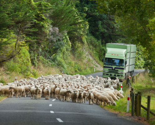 Transport nach Australien und Ozeanien Spedition Logistik Neuseeland Umzug nach Neuseeland